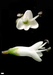 Veronica corriganii. Flowers. Scale = 1 mm.
 Image: W.M. Malcolm © Te Papa CC-BY-NC 3.0 NZ